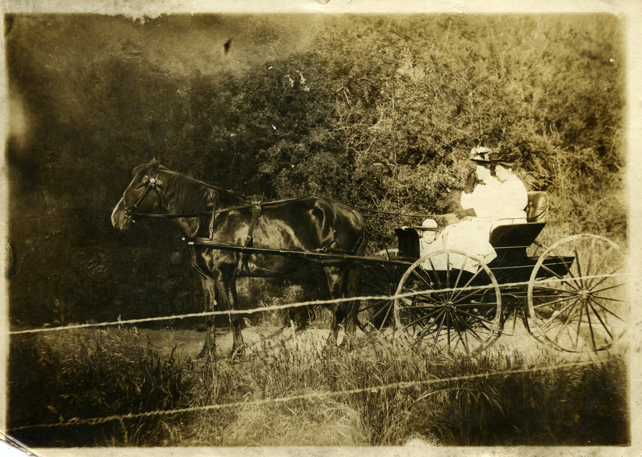 Walter Family Papers